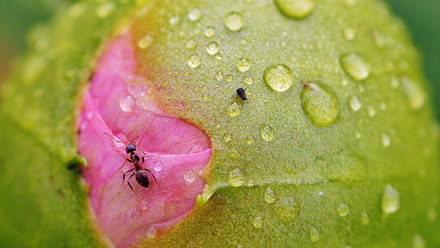 Rain