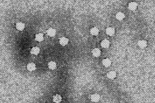 canines_parvovirus_946173_crop.jpg