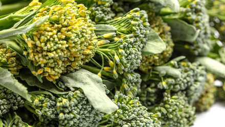 MSE Broccoli