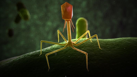 8370_3drender_accurate_phage_538216_crop.jpeg