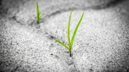 opportunity grass pavement.jpg