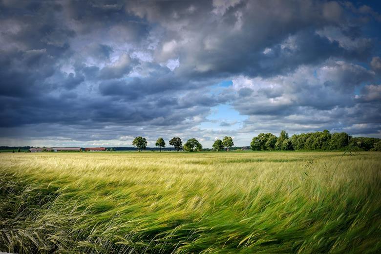 1763_grain4858574_1920_736570_crop.jpg