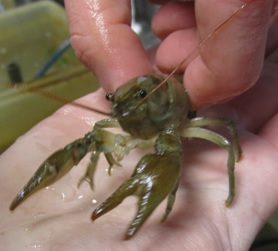 Nippy the crayfish