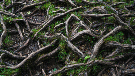 tree roots.jpg