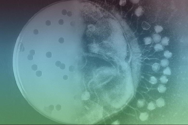 Regulatory pathway needs to be developed to make the most of phages ...