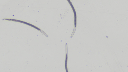 thumbnail_x40magnificatiopnbf_23555_crop.jpg