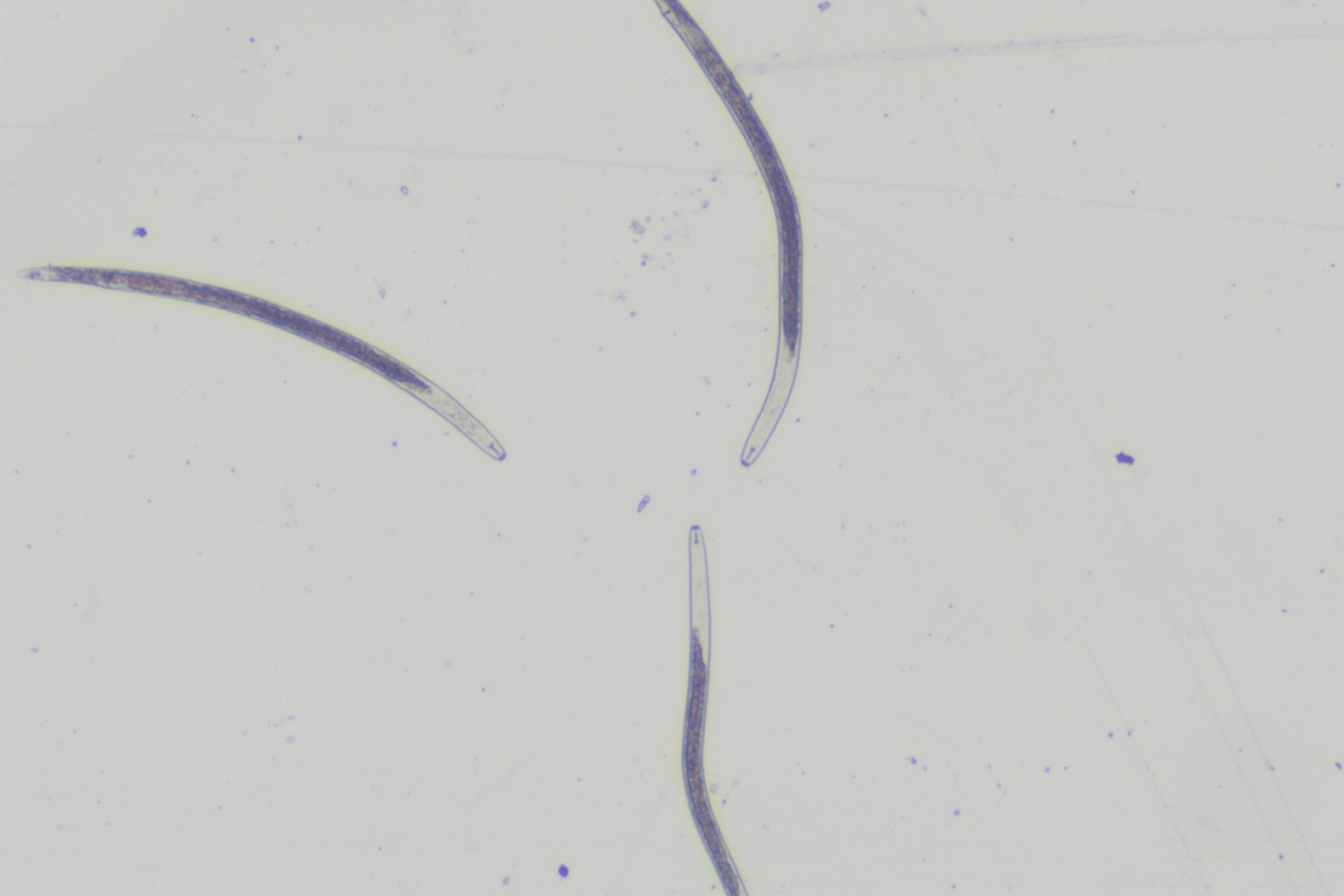 thumbnail_x40magnificatiopnbf_23555_crop.jpg