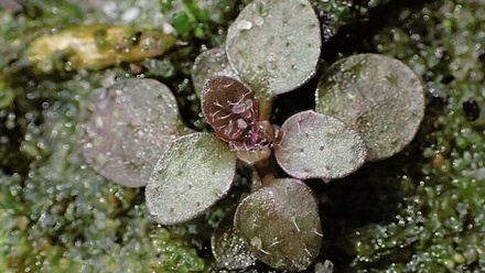 12624_arabidopsis_thaliana_kz06_113330_crop.jpg