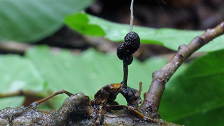 Ophiocordyceps unilateralis